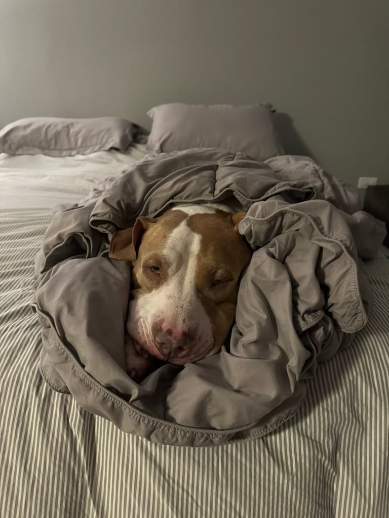 Eugene, a light brown and white colored pitbull dog, wrapped in a grey blanket looking like a giant burrito.