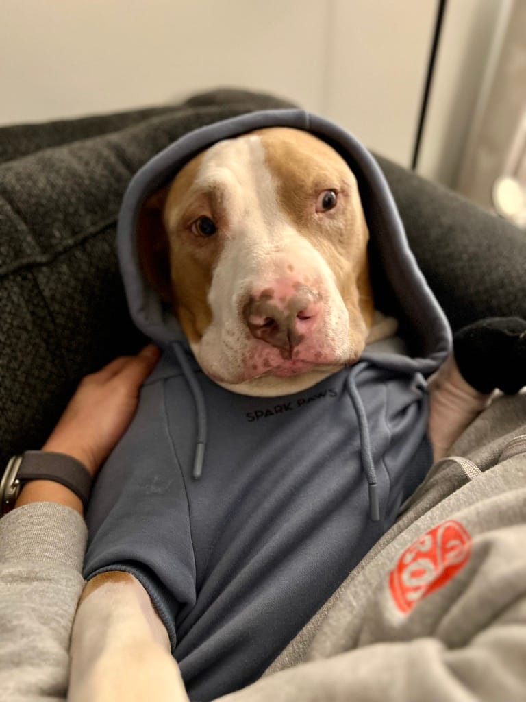 Eugene, a light brown and white colored pitbull dog, wearing his blue hoodie, being hugged by me in a vertical position. He has a funny, surprised look on his face.