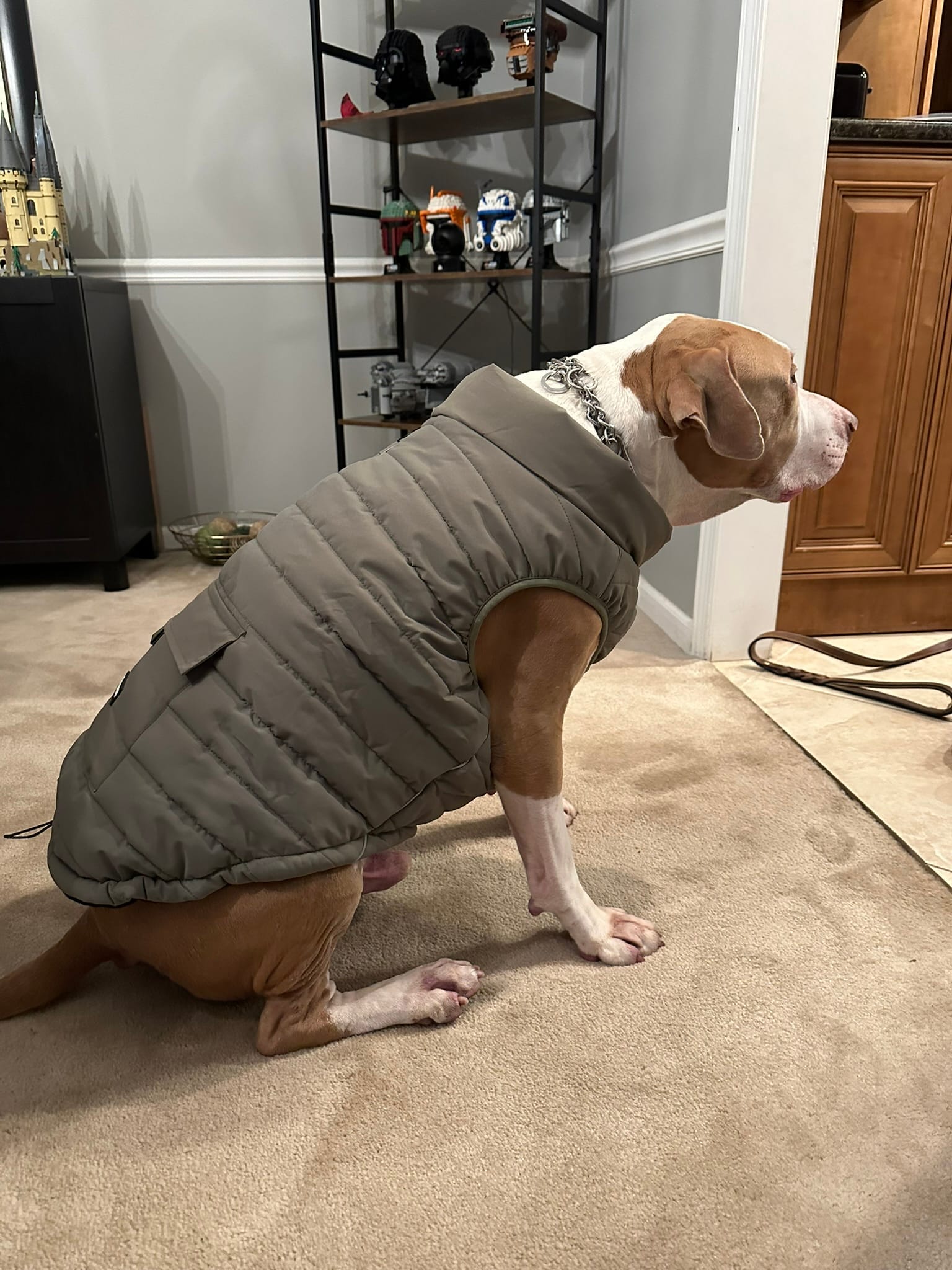 Eugene, a light brown and white colored pitbull dog, wearing a green puffer jacket made for dogs.