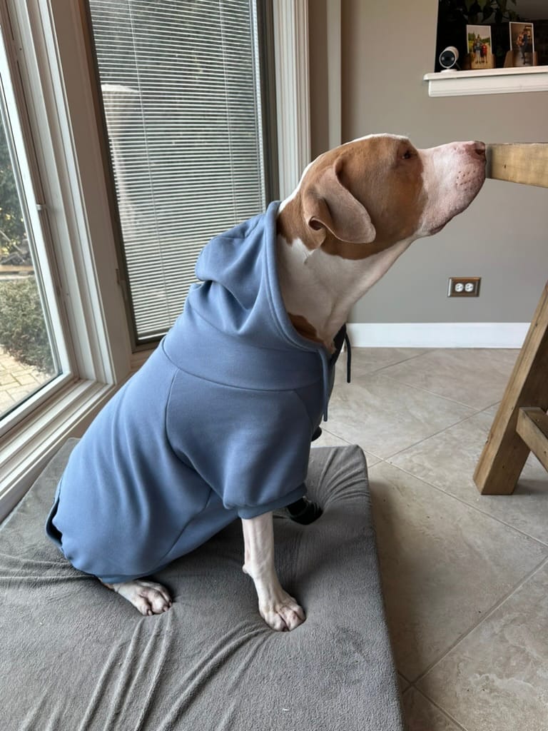 Eugene, a light brown and white colored pitbull dog, wearing a blue hoodie, sitting on a bed with his nose right at the kitchen table.