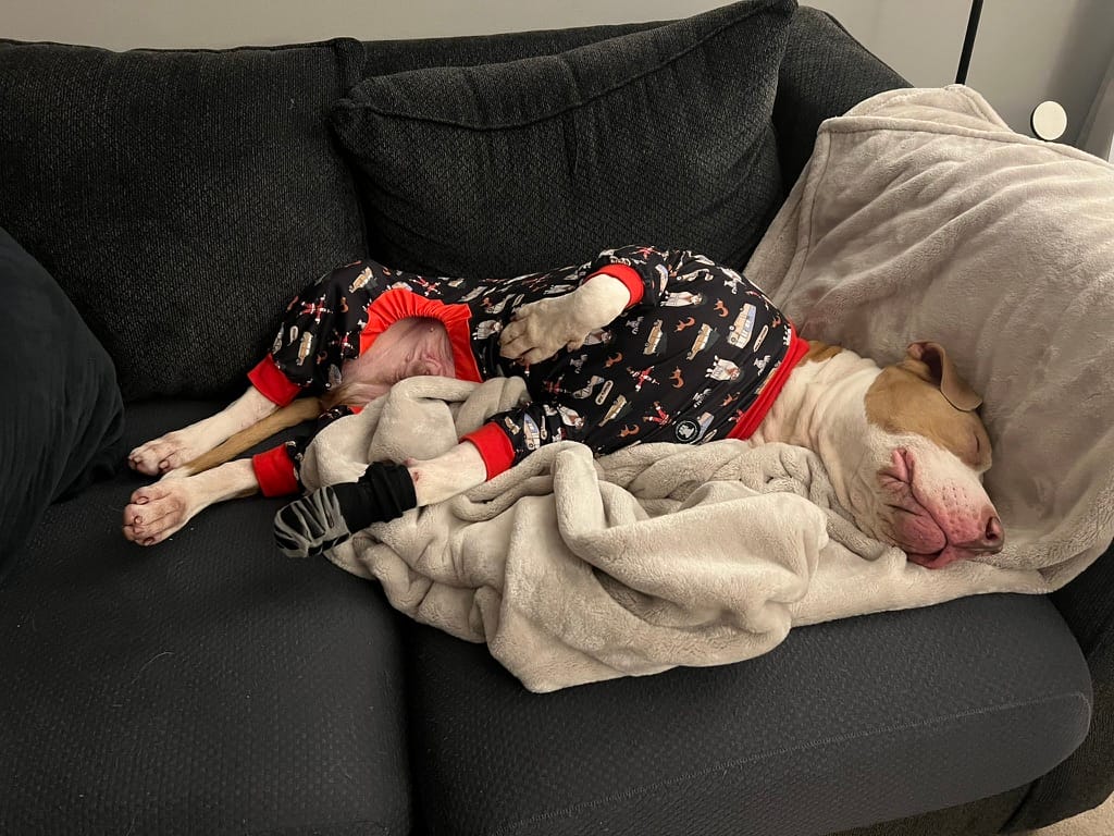 Eugene, a light brown and white colored pitbull dog, wearing black and red PJs with Christmas Vacation movie illustrations on it. He is fast asleep on a blue couch.