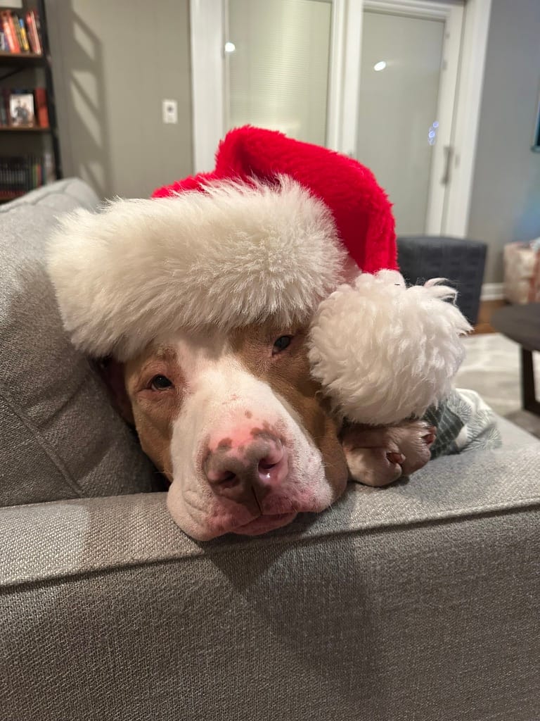 Eugene, a light brown and white colored pitbull dog, resting his large head on a grey couch wearing a Santa hat.