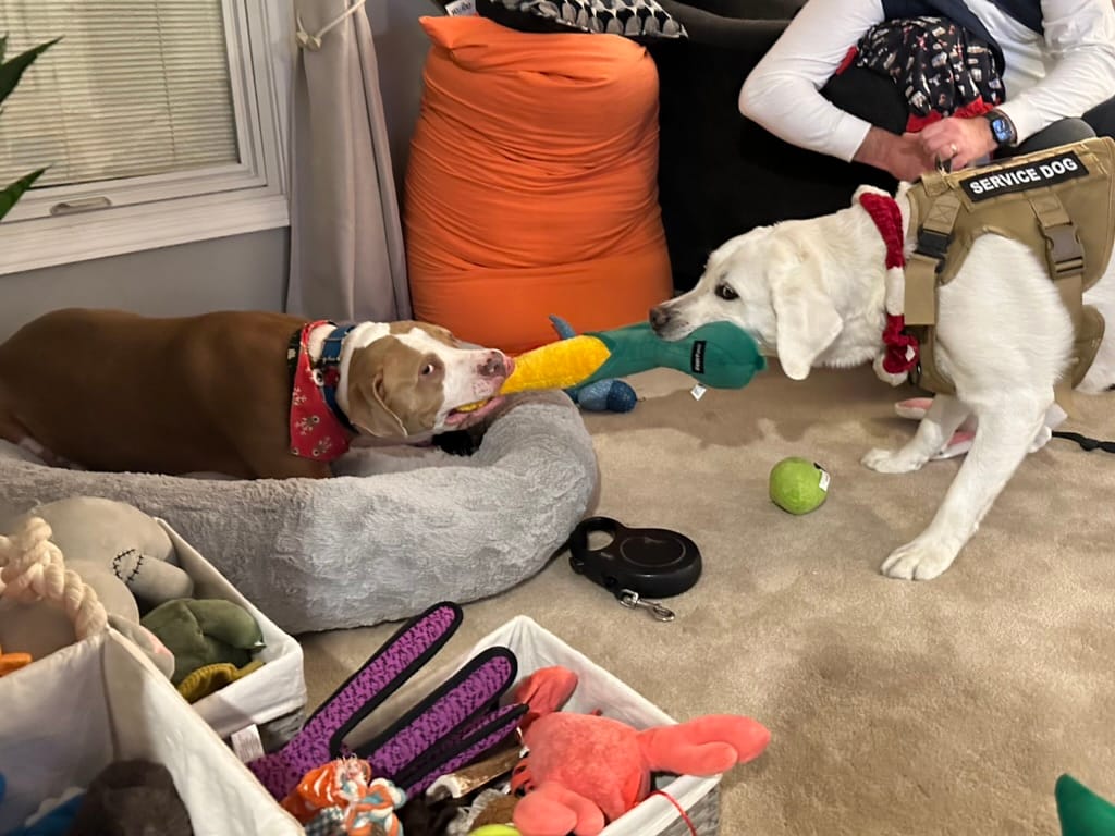 Eugene, a light brown and white colored pitbull dog, playing with Ivo, a white labrador retriever, both plluing on a corn toy.