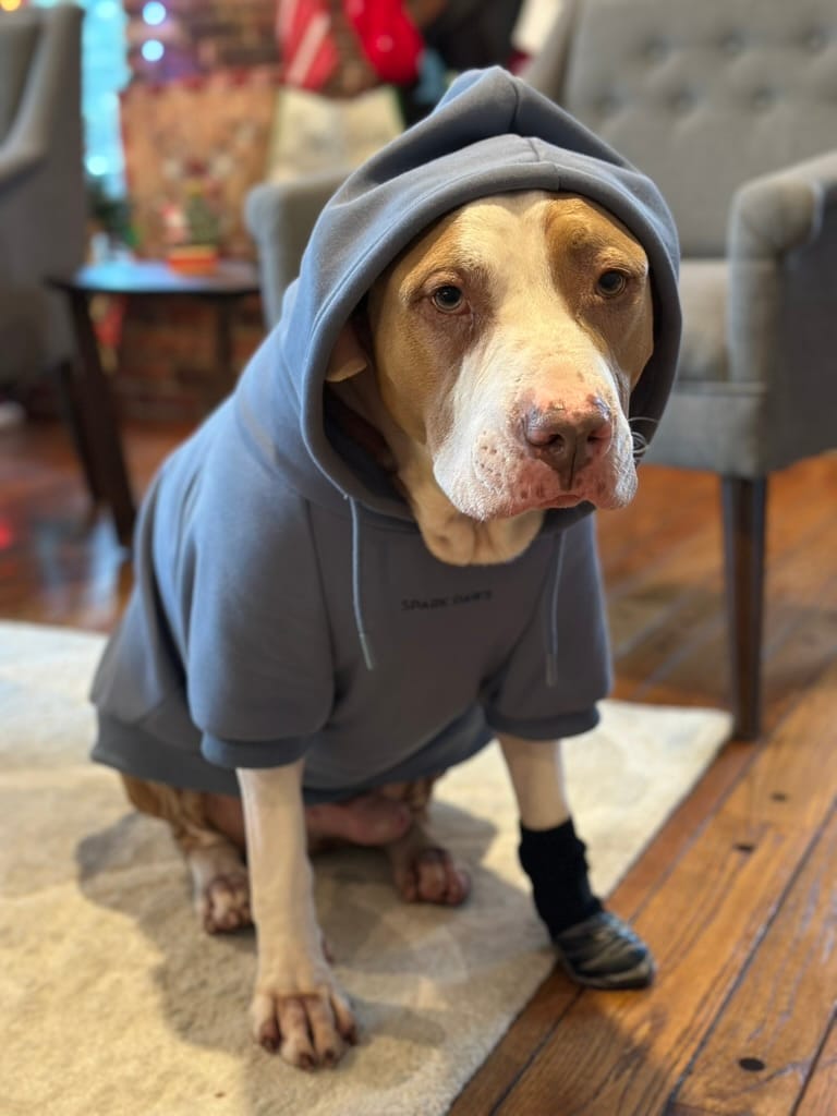 Eugene, a light brown and white colored pitbull dog, wearing a blue dog hoodie covering most of his body and head looking into the camera.