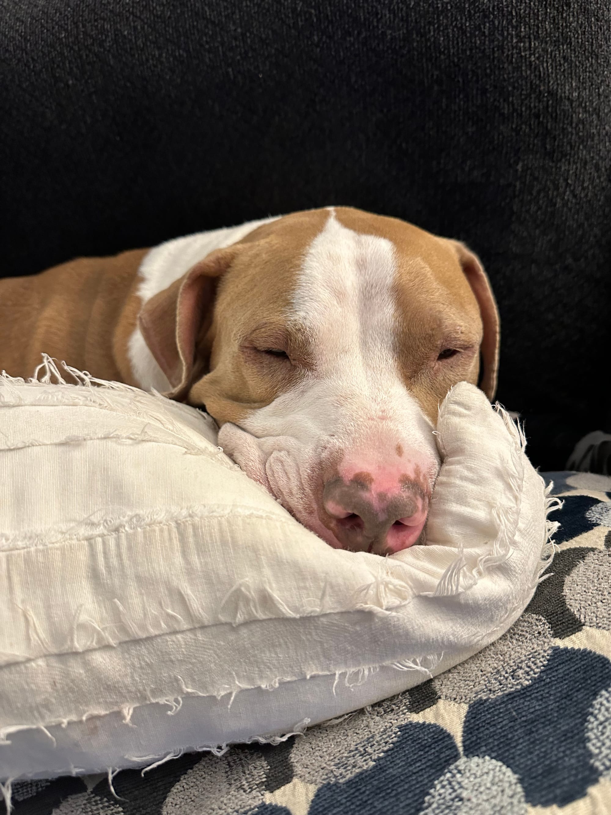 Eugene, a light brown and white colored pitbull dog, resting his large head on a white pillow, resting and happy.