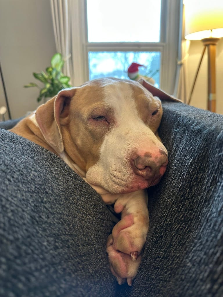 Eugene, a light brown and white colored pitbull dog, resting on his large head and paw on a couch.